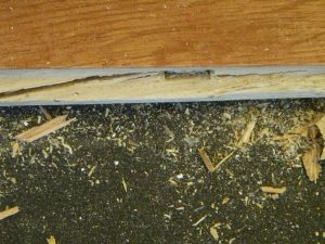 Overdriven fastener, split tongue