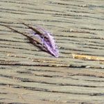 Slivers 1