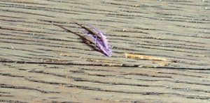 NWFA Wood Slivers