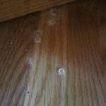Powderpost Beetles 1