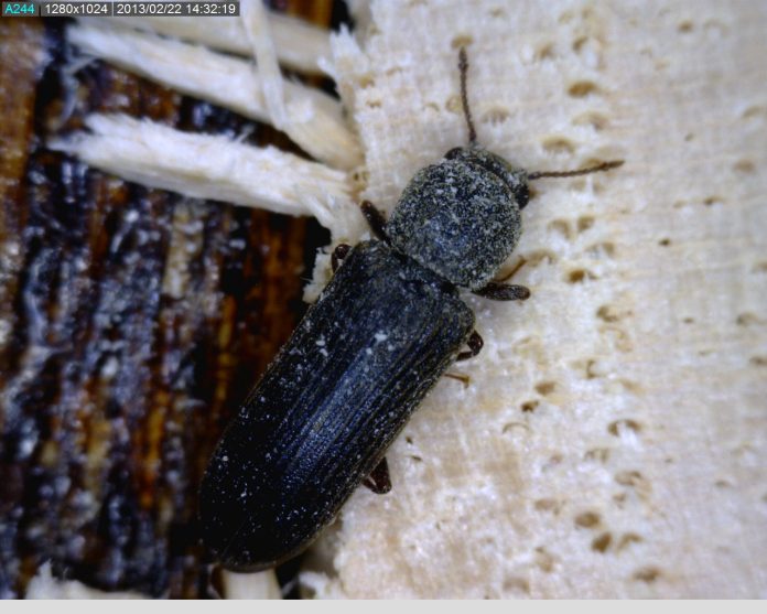 NWFA powderpost beetles image 3