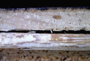 Delamination 2 NWFA