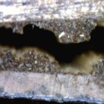 Wood Shear 2